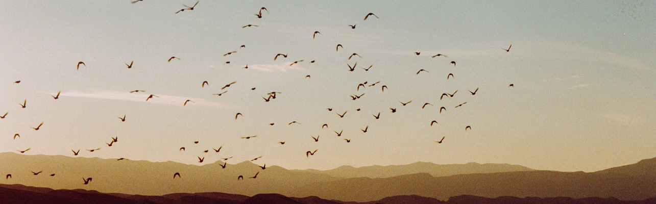 A flock of birds in flight.