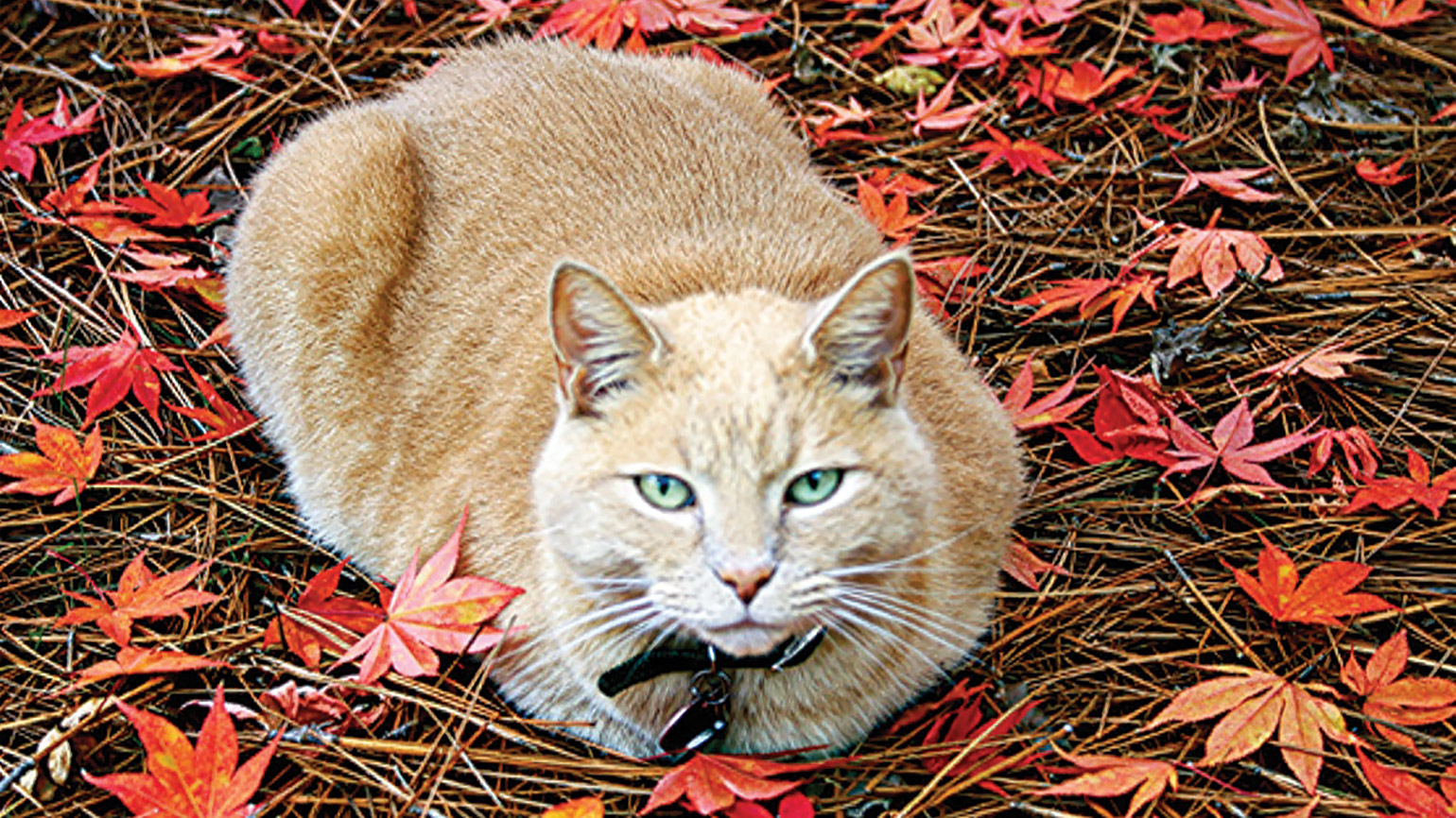Tabby cat