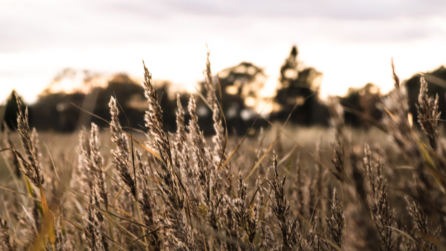 A field of tall grass; Erik Schereder / Pexels