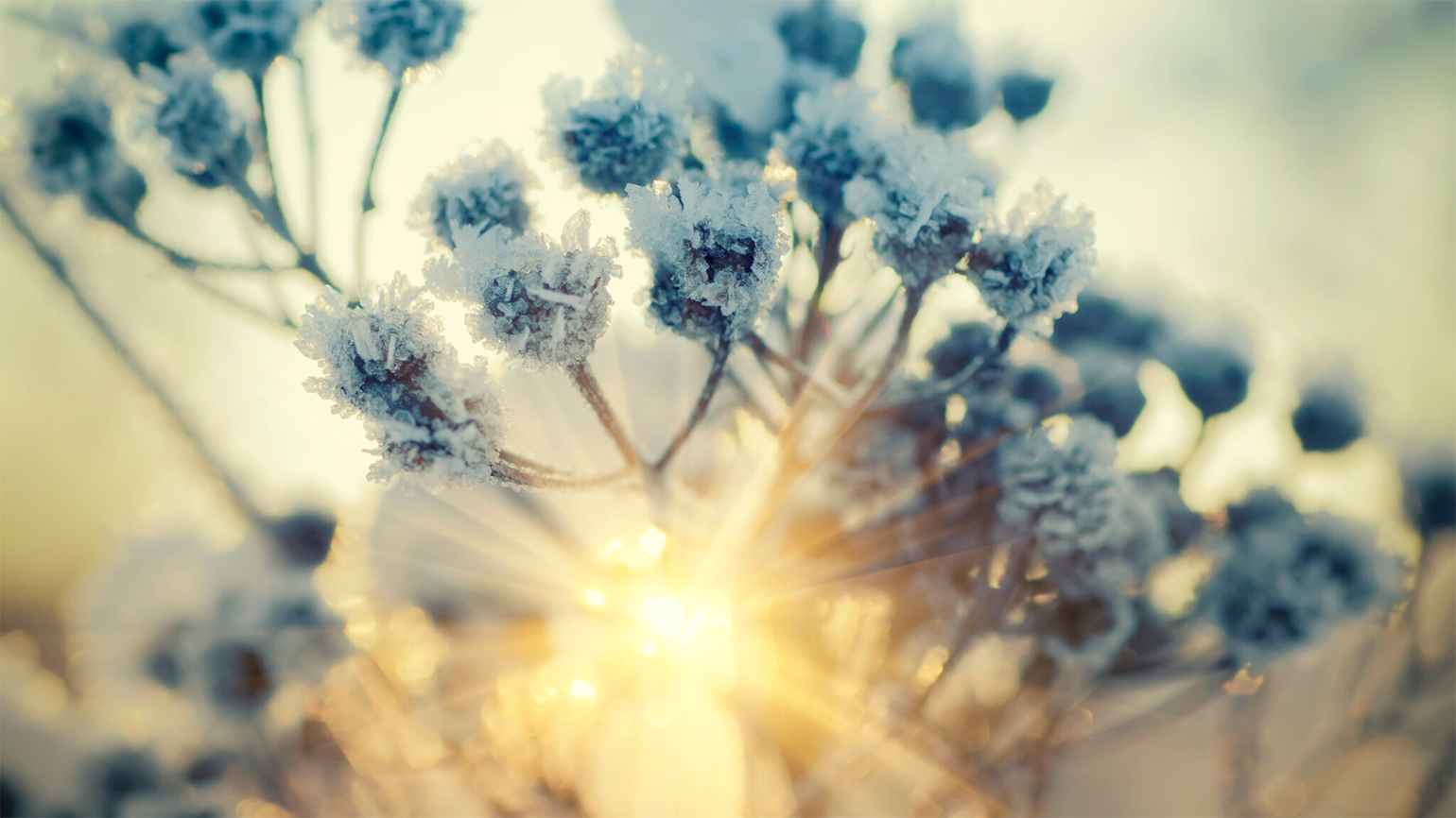 A frozen flowering plant; Getty Images