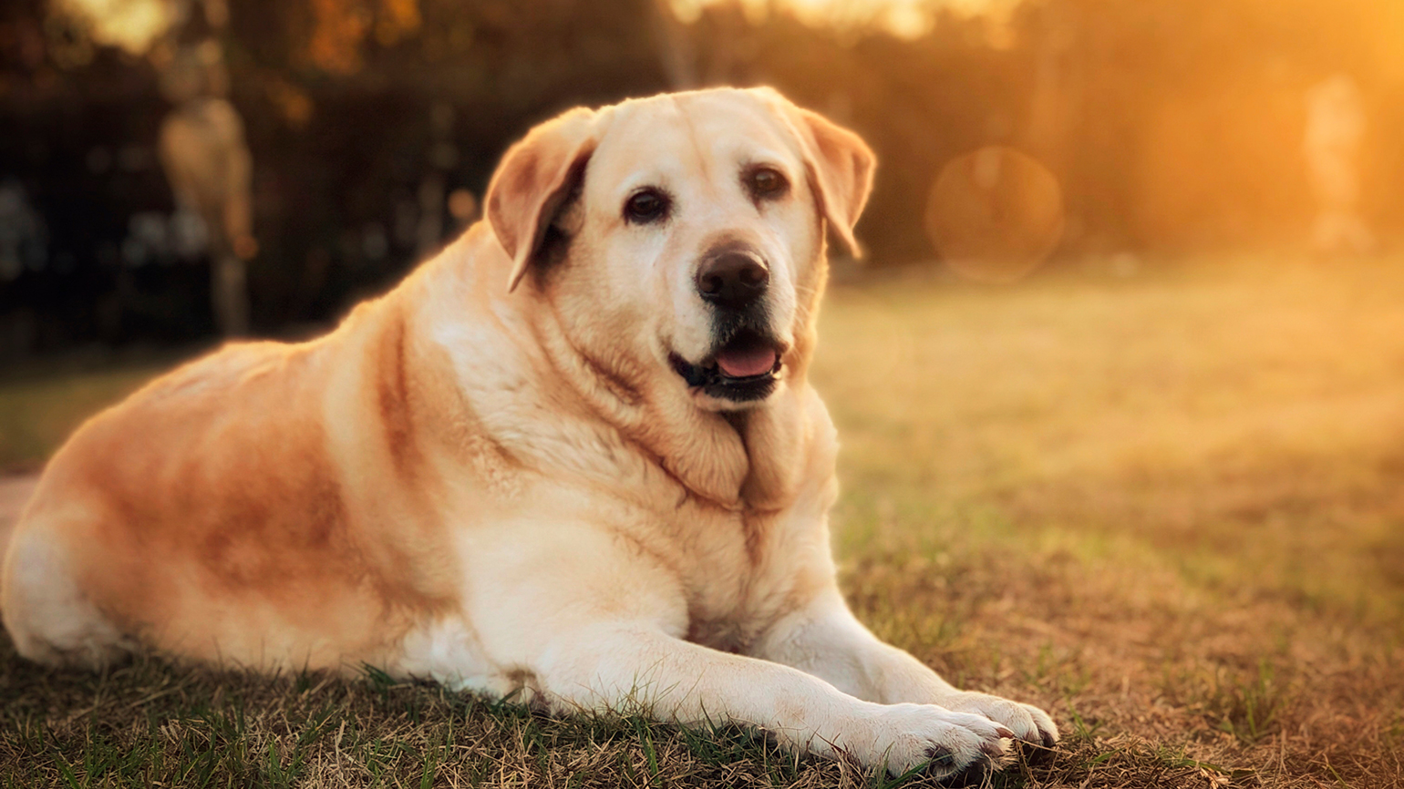 A Golden Labrador retriever/royalty-free image vis Getty Images