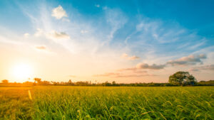 Green rice field with evening sky