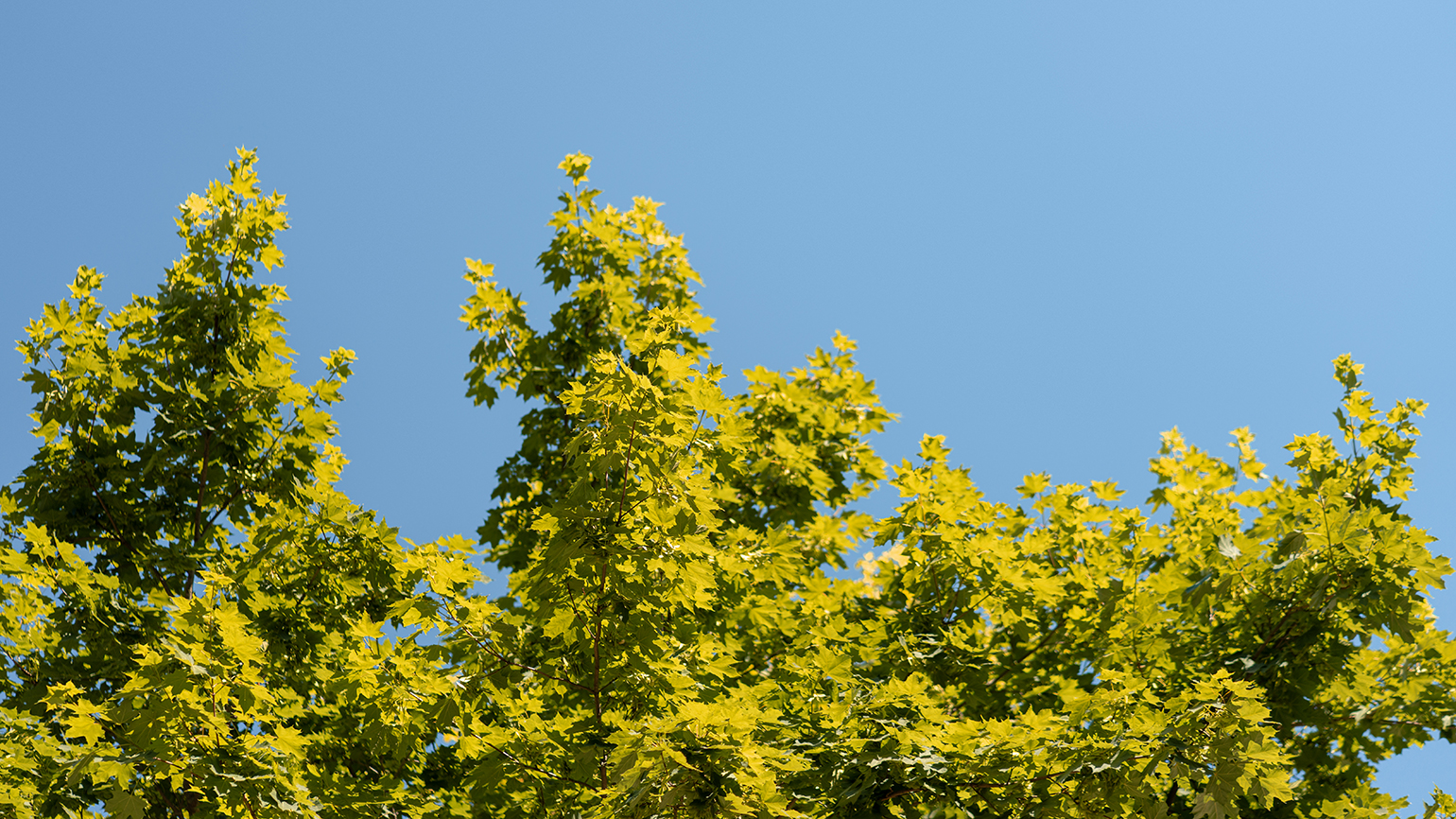 Maple treetops against a late summer sky; Getty Images