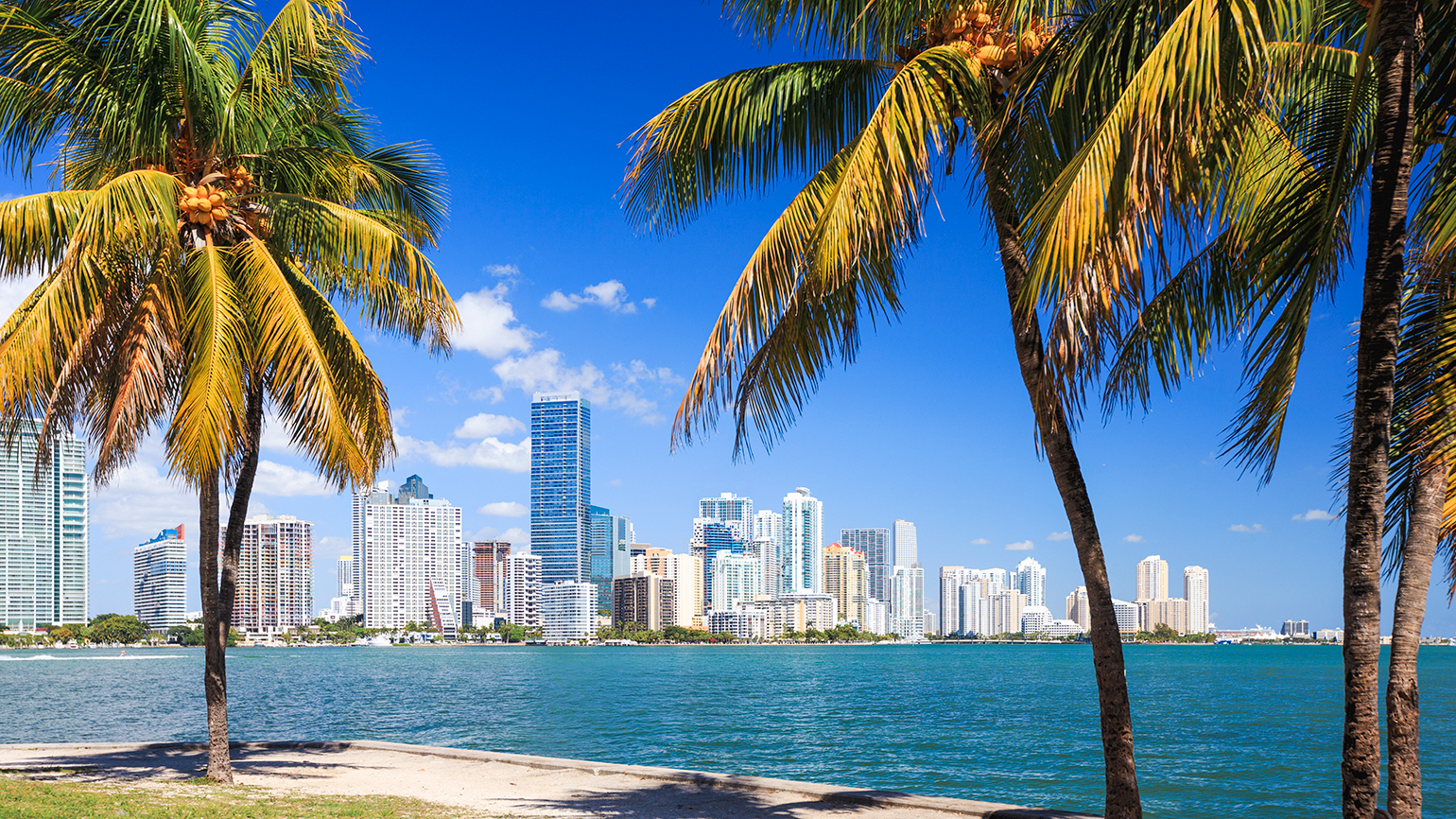 Palm trees in Miami, Florida
