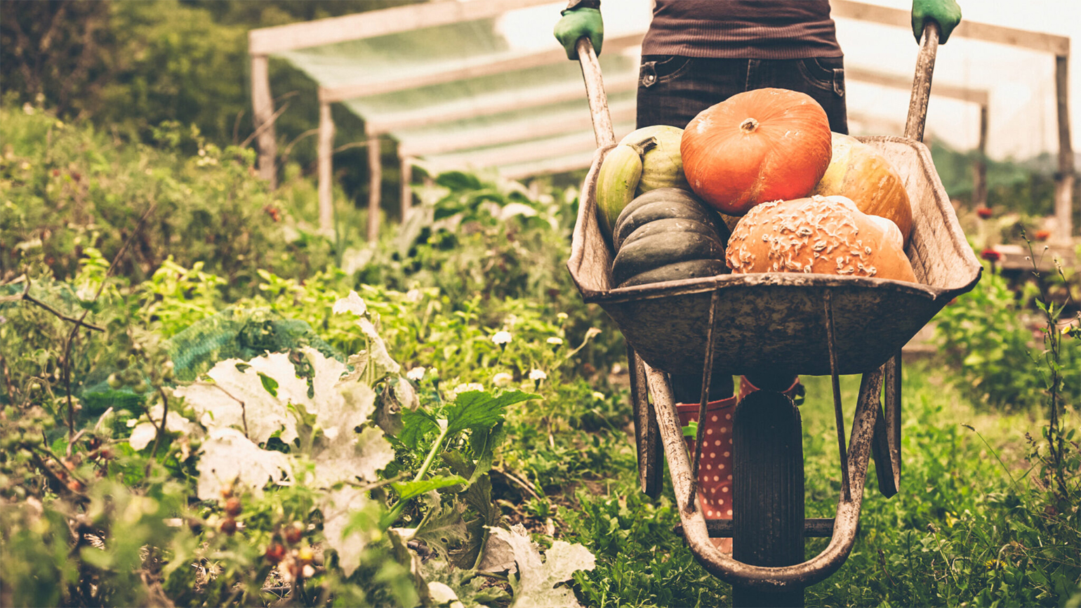 Women pushing the wheelbarrow full of pumpkins; Getty Images