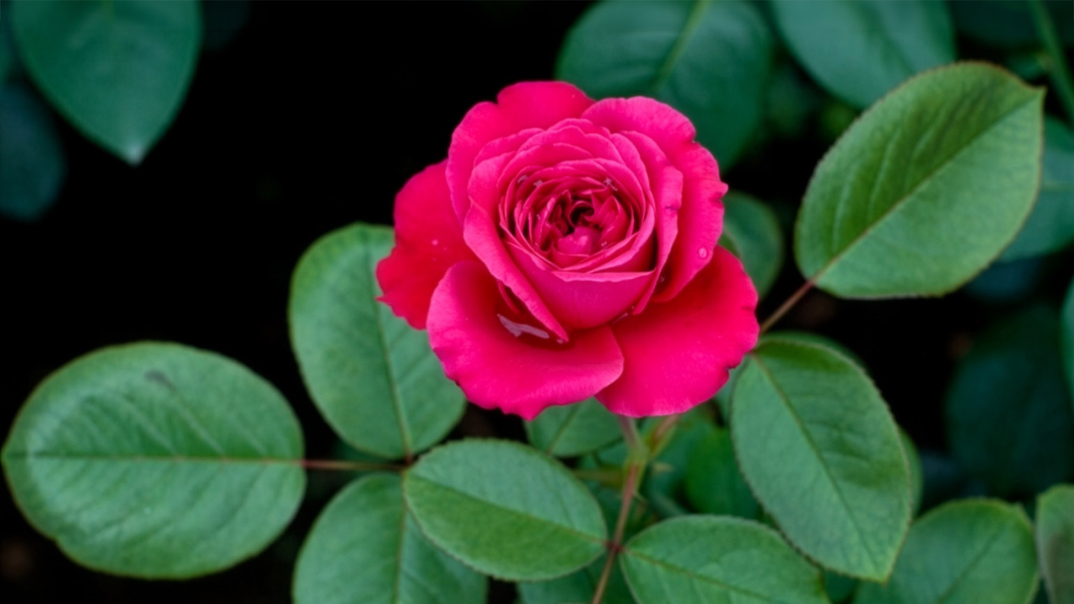 A red rose