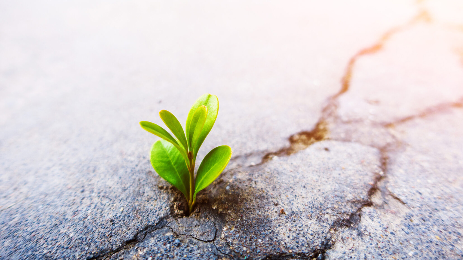 A plant sprouts from concrete; Getty Images