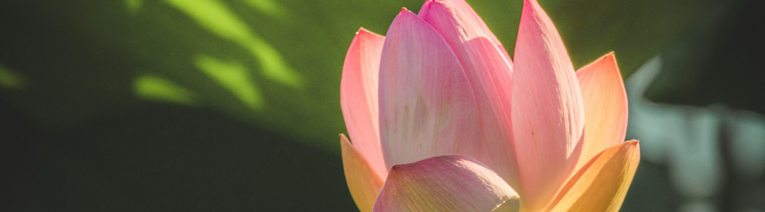 Today We Invite You Reflect on Hope