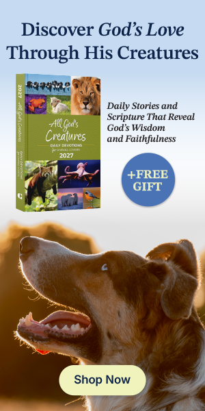 All God's Creatures 2027 right rail ad