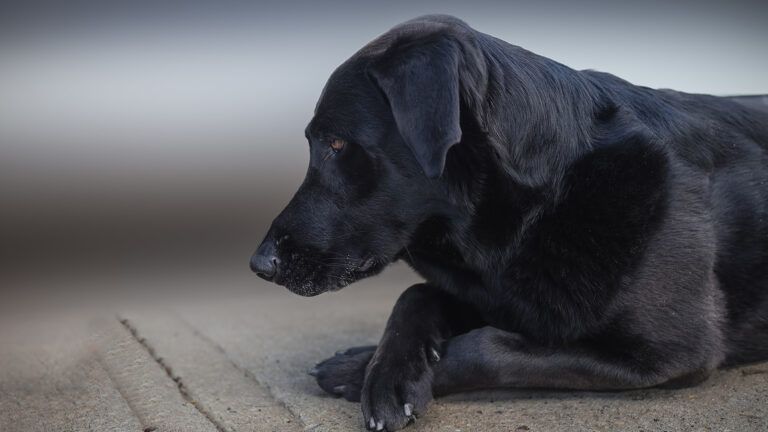 A black Labrador; photo by Mary Wandler via iStock/Getty Images Plus