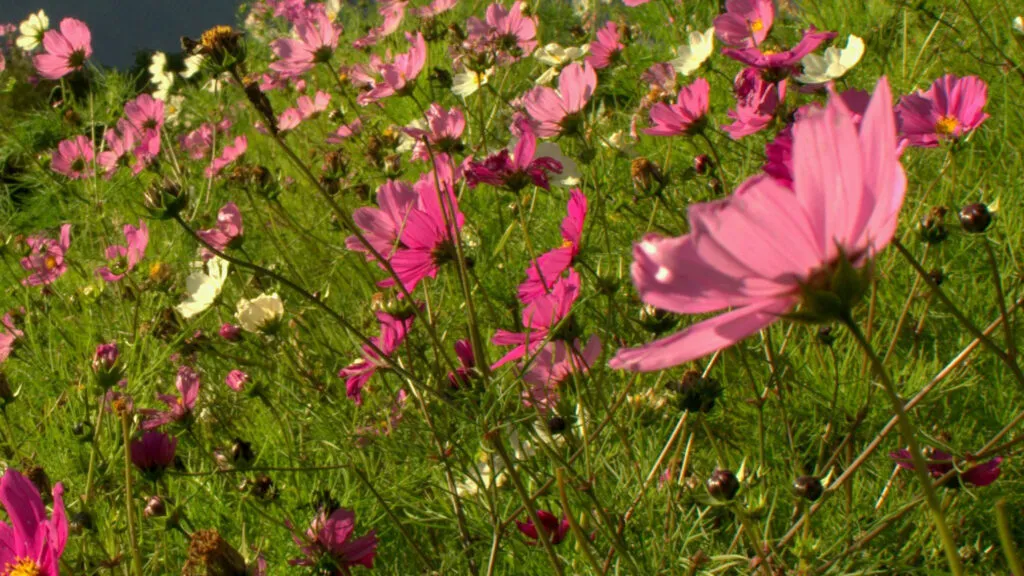 Pink wildflowers in a field.