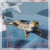 A pet lizard was the answer to a daily prayer