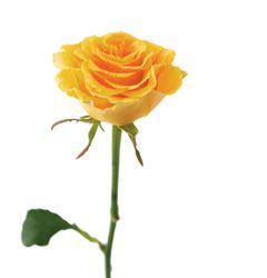 Yellow rose for dying aunt