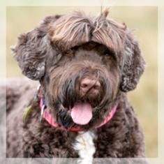 are portuguese water dog the most intelligent dogs