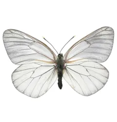 White butterfly