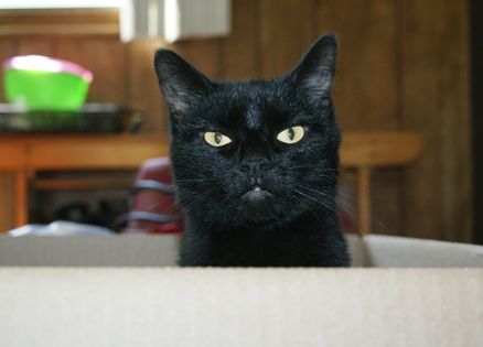 Pets: Cat in a box