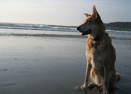 Dog on York Harbor Beach in Maine