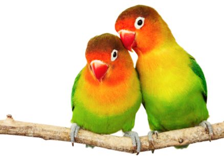 Lovebirds make great pets