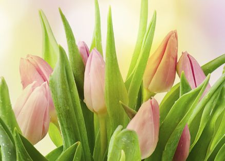Backlit pink tulips