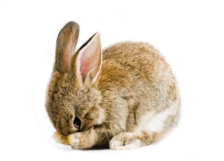 cute tiny brown rabbit