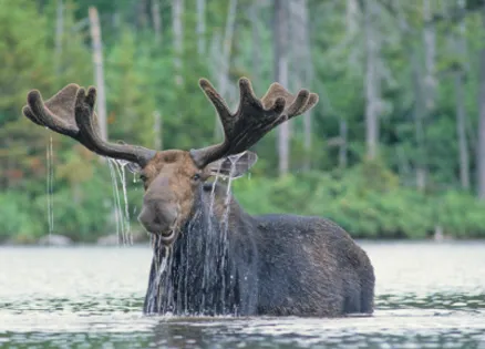 moose in a river