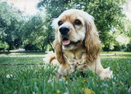 Dog Becomes an Animal Angel to a Stranger