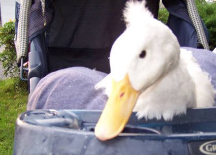 Inspirational Story of Disabled Duck Inspires Hope