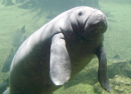 A manatee from the Big Ben Manatee Sanctuary