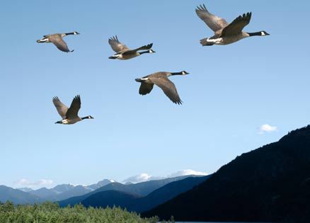 Like the migration of Canada geese, we believers flock together week by week.