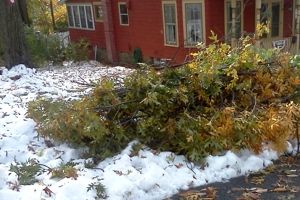 image of fall tree branches