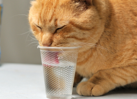 Cat drinking from a water glass