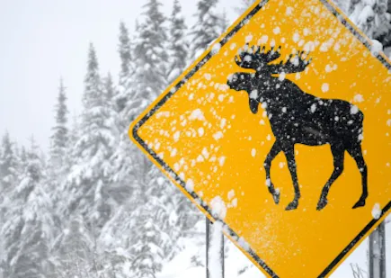 moose crossing sign