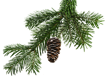pine bough with a single pine cone