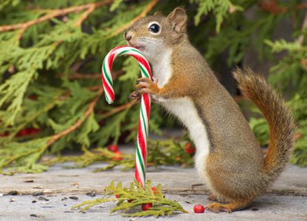 A baby squirrel proves a welcome Christmas companion for a Washington family.