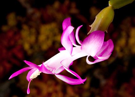 A Christmas cactus bloom is a welcome gift from beyond for a grieving woman.