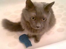 BuBu, a cute gray cat adopted after a terrible tragedy