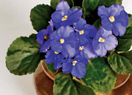A small flower pot containing African violets