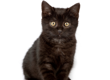 adorable black kitten