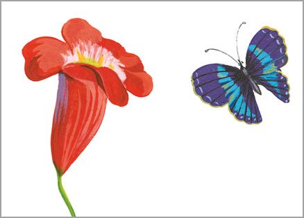 An artist's rendering of a red penstemon and a purple butterfly