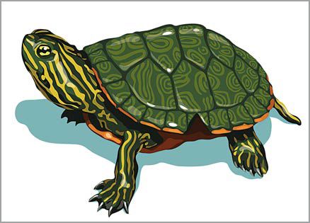 An artist's rendering of a turtle