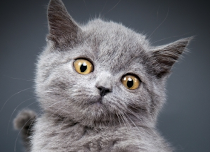cute little gray kitten