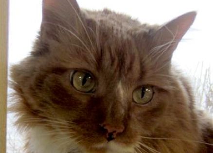 Pudding, an adopted cat, saved her new owner in a true miracle
