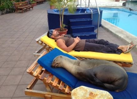 Panchita the seal lounges by the pool with a hotel guest