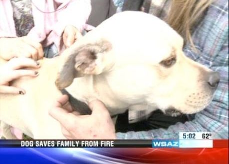 Ghost the dog mysteriously saves family from fire
