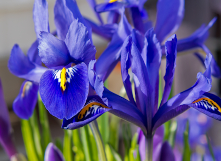 blooming irises are a sign of God's love