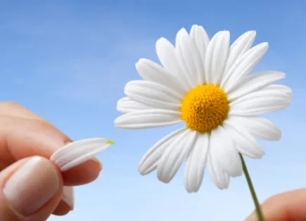 A petal pulled from a daisy, playing the game, "He Loves Me, He Loves Me Not."