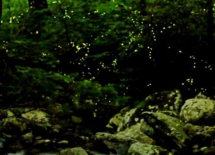 The annual firefly light show in the Great Smoky Mountains