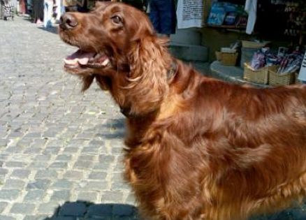 A friendly dog with floppy ears.