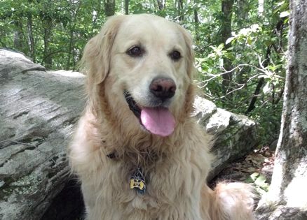 Guideposts Editor-in-Chief Edward Grinnan's dog Millie on the Appalachian Trail