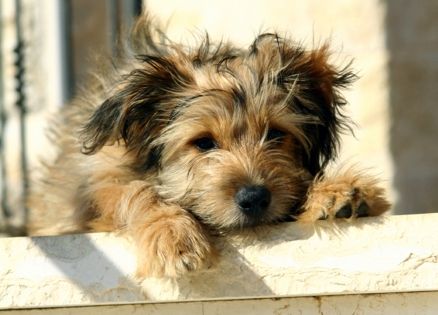 An adorable terrier puppy looking over a ledge